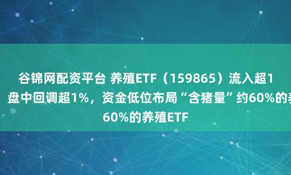 谷锦网配资平台 养殖ETF（159865）流入超1.3亿份，盘中回调超1%，资金低位布局“含猪量”约60%的养殖ETF